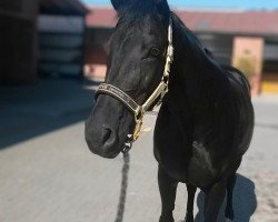 jumper Whoopy 55 (Hanoverian, 1998, from Weltmeyer)