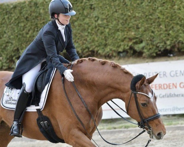 dressage horse Quadrofine (Hanoverian, 2011, from Quaterback)