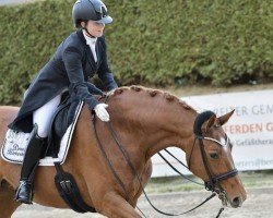 dressage horse Quadrofine (Hanoverian, 2011, from Quaterback)