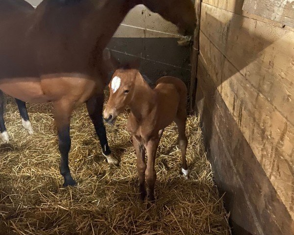 broodmare Khea (Oldenburg, 2024, from Keaton HV)
