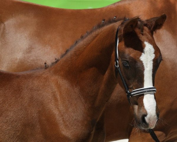 horse Duke Skywalker (German Riding Pony, 2018, from Dance Star AT NRW)