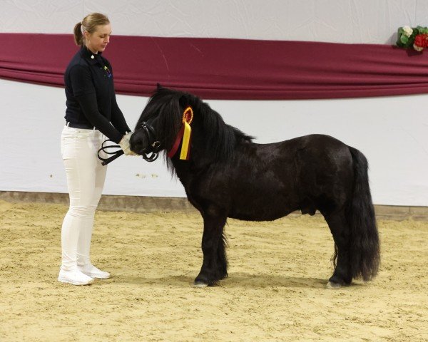 Semental Gerry Black (Pony Shetland, 2017, de Godfried van de Groote Woerd)