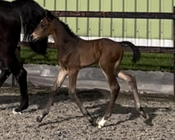 Deckhengst Chance To Fly MS (Oldenburger Springpferd, 2024, von Casino Berlin OLD)