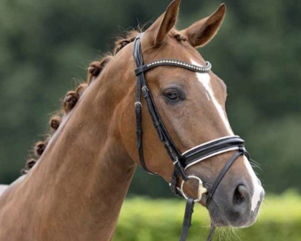 dressage horse Diamour ML (Westphalian, 2019, from Don Nobless)