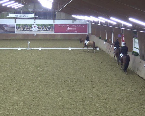 Reitturnier Bad Salzuflen 2024