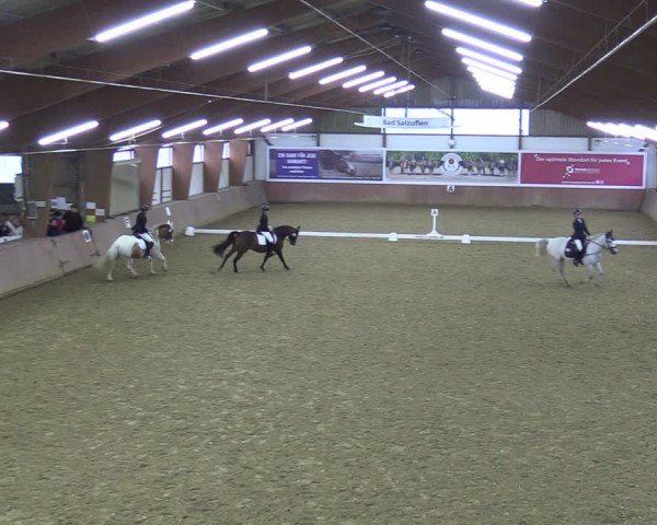 Reitturnier Bad Salzuflen 2024