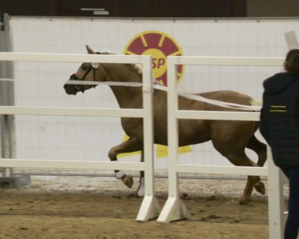 Süddeutsche Hengstkörung für Pony-, Kleinpferde- u. Spezialpferderassen - Körung 2023/2024