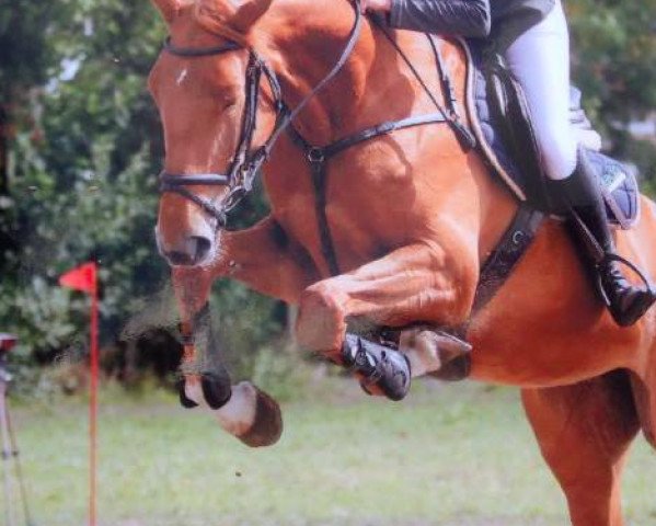 broodmare Venise des Etangs (Selle Français, 2009, from Grenat de Grez)
