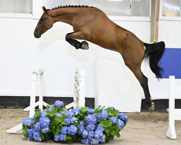 Springpferd Excalibur Star de Preost (Zangersheide Reitpferd, 2020, von Eldorado van de Zeshoek)