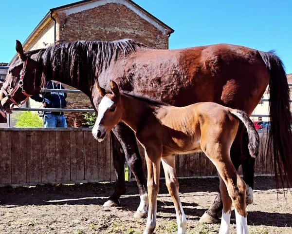 horse Sir Edward GB (Belgium Sporthorse, 2024, from Vaillant)