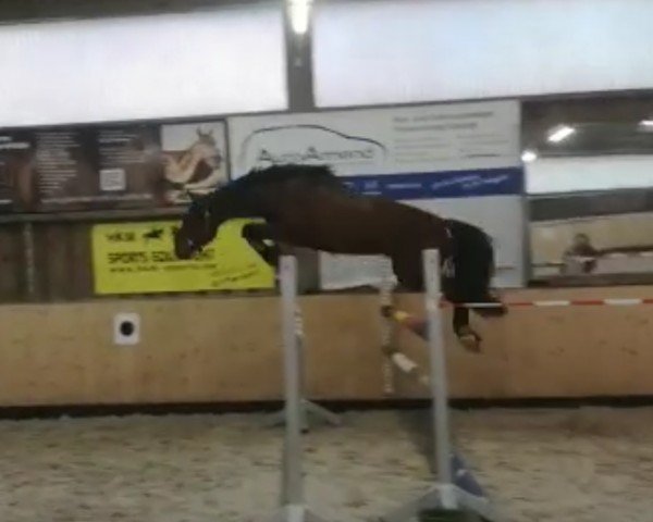 jumper Stakkateur (Hanoverian, 2016, from Stakkato)