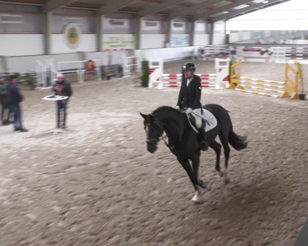 Hengstschau Münchehofe 2024
