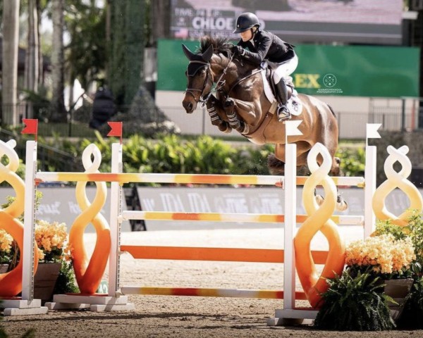 jumper Chelsea 179 (Oldenburg, 2015, from Cador 5)