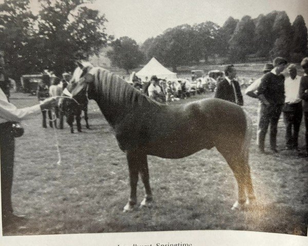 Stallion Lyndhurst Springtime (New Forest Pony, 1961, from Deeracres Summertime)