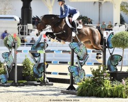 Springpferd Monks Diarados Boy (Hannoveraner, 2013, von Tailormade's Diarado's Boy 256 FIN)