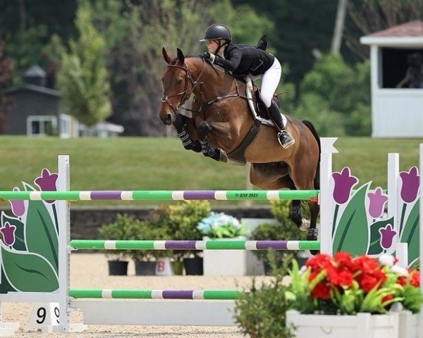 jumper Magnum Z (Zangersheide riding horse, 2013, from Messenger)