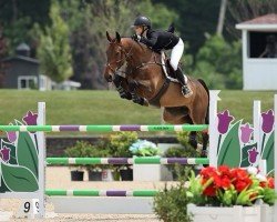 jumper Magnum Z (Zangersheide riding horse, 2013, from Messenger)