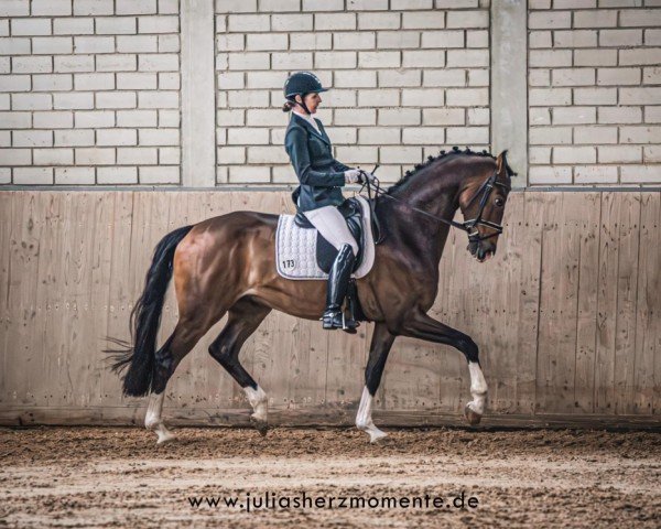 dressage horse Dear Constantyne (Hanoverian, 2019, from Gut Wettlkam's D'avie FRH)
