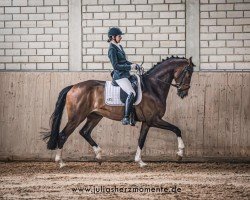 dressage horse Dear Constantyne (Hanoverian, 2019, from Gut Wettlkam's D'avie FRH)