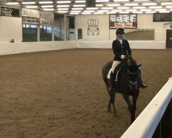 Reitturnier Zweibrücken-Landgestüt / Halle 2024