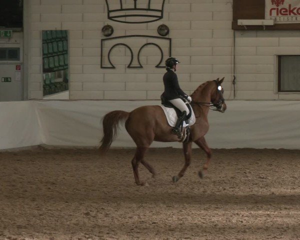 Reitturnier Zweibrücken-Landgestüt / Halle 2024