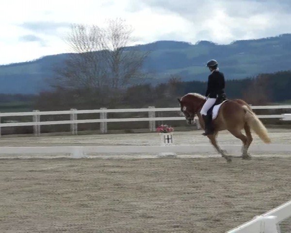 Reitturnier St. Margarethen 2024