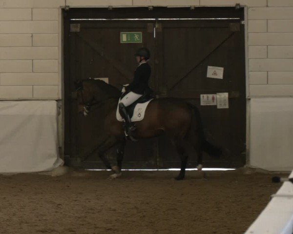 Reitturnier Zweibrücken-Landgestüt / Halle 2024
