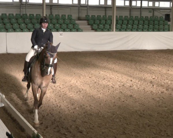 Reitturnier Zweibrücken-Landgestüt / Halle 2024