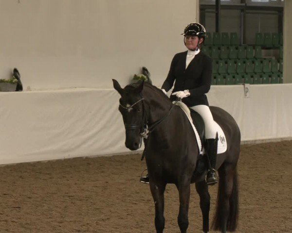 Reitturnier Zweibrücken-Landgestüt / Halle 2024