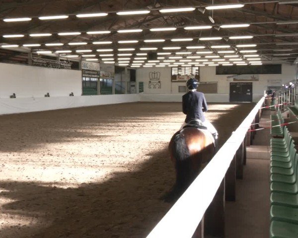 Reitturnier Zweibrücken-Landgestüt / Halle 2024