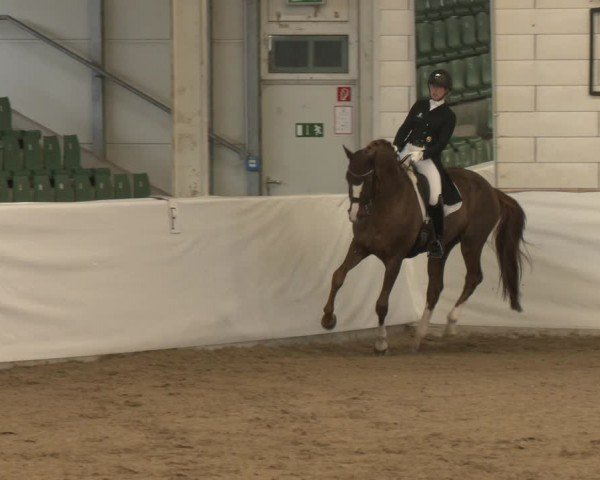 Reitturnier Zweibrücken-Landgestüt / Halle 2024