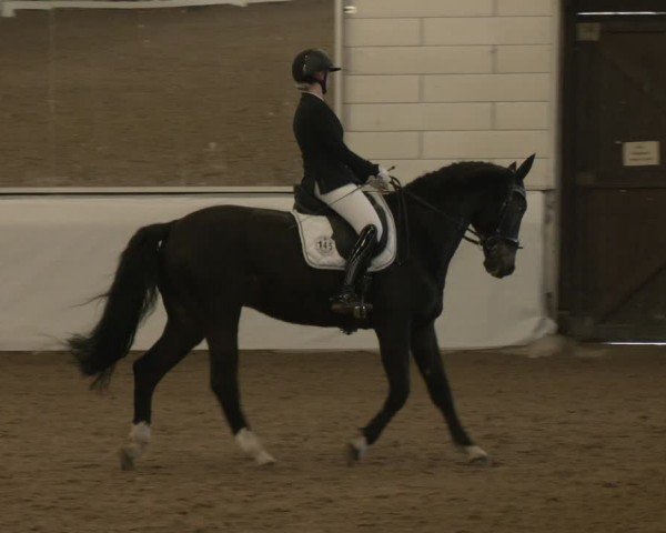 Reitturnier Zweibrücken-Landgestüt / Halle 2024