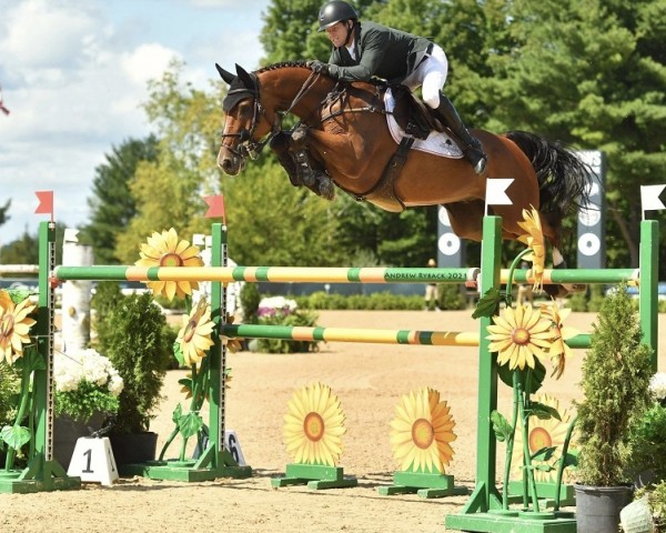 Springpferd Ideal (Schwedisches Warmblut, 2012, von VDL Cardento 933)