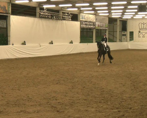 Reitturnier Zweibrücken-Landgestüt / Halle 2024