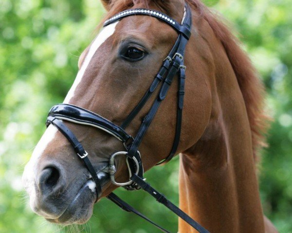 broodmare Silencia (Westphalian, 2015, from Sir Heinrich OLD)