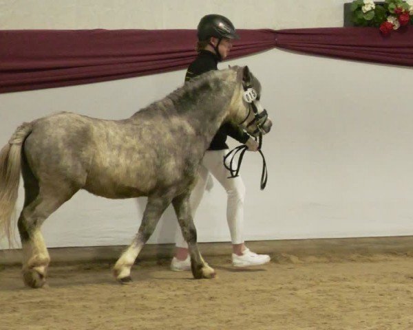 Süddeutsche Hengstkörung für Pony-, Kleinpferde- u. Spezialpferderassen - Körung 2023/2024
