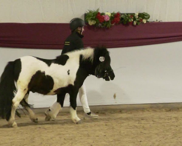 Süddeutsche Hengstkörung für Pony-, Kleinpferde- u. Spezialpferderassen - Körung 2023/2024