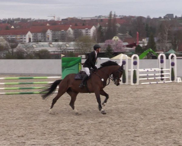 Reitturnier Zwickau 2024