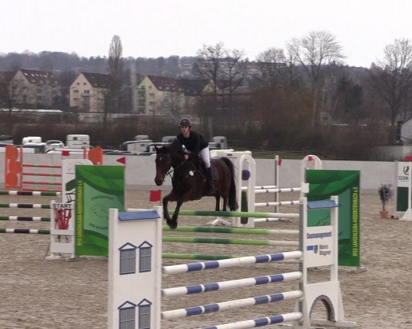 Reitturnier Zwickau 2024