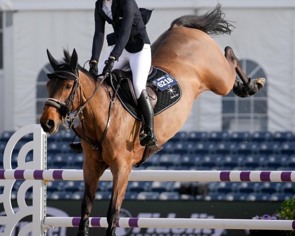 jumper Instrumental (Swedish Warmblood, 2015, from Qualdandro)