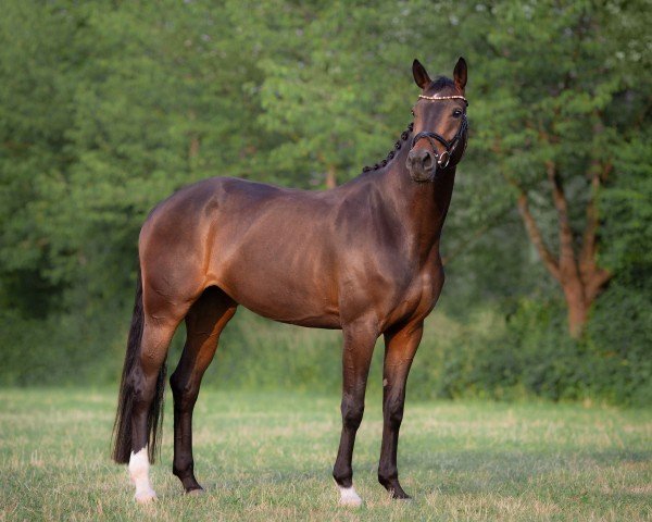 dressage horse La Finesse 12 (Oldenburg, 2018, from Sensation)