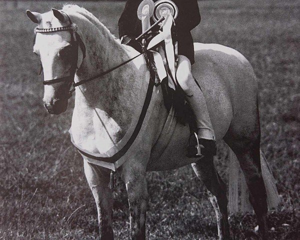 Pferd Crawel Rosanna (Welsh Partbred, 1985, von Vean King Cup)