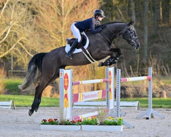 Springpferd Air Time 2 (Rheinländer, 2019, von Alaba 2)