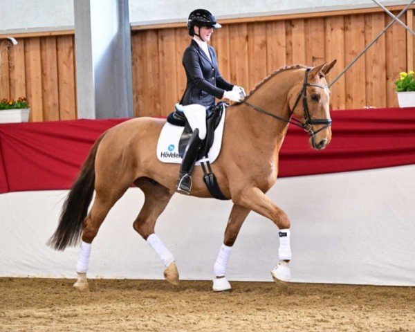 Pferd Lighten my Road (Deutsches Sportpferd, 2018, von Light my Fire)