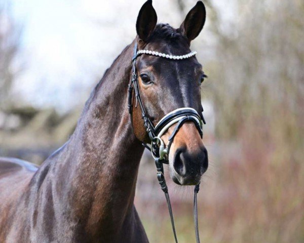 Pferd Schokominza 8 (Hannoveraner, 2019, von Springbank II VH)