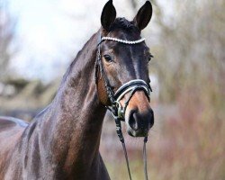 horse Schokominza 8 (Hanoverian, 2019, from Springbank II VH)