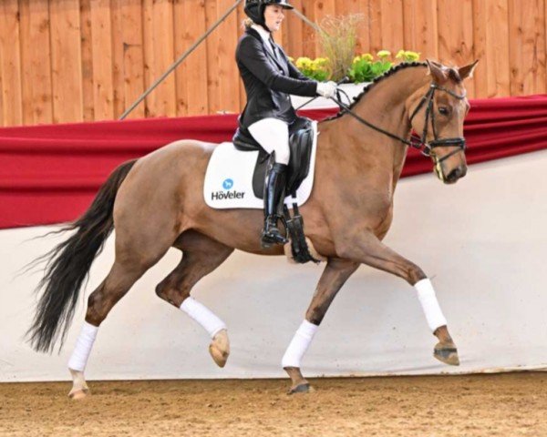 dressage horse Double Delight 6 (Hanoverian, 2013, from Don Frederic 3)