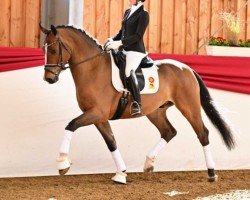 horse De Dandelion (German Sport Horse, 2020, from DSP de Sandro)