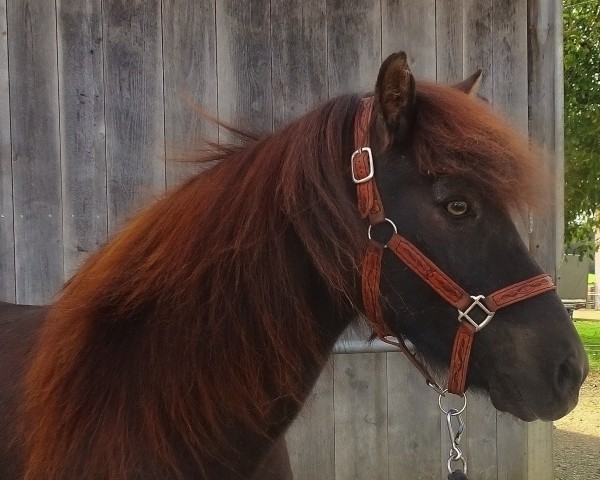 Pferd Reykur von der Wasserfuri (Islandpferd, 2002, von Hrafn-Krabbi von Sporz)