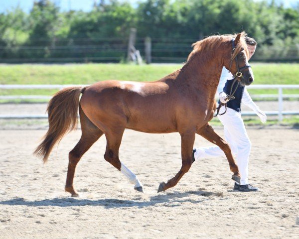 dressage horse Ysselvliedts Zizi Top (Welsh-Pony (Section B), 2017, from Ysselvliedts Seren Chevalier)